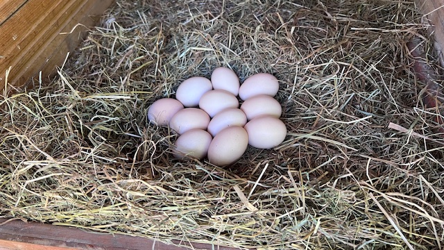 Bruteier, Schwedische Blumenhühner