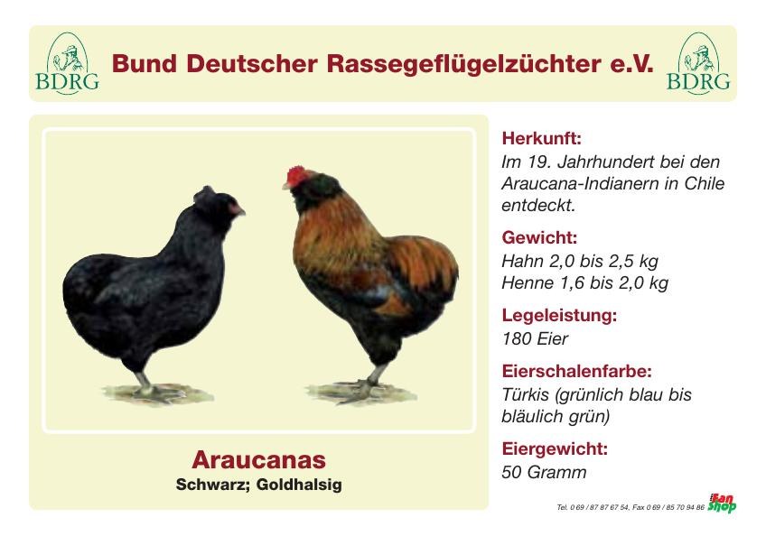Araucana