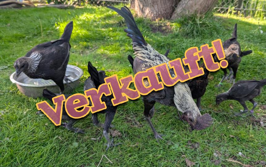 Moderne Englische Zwergkämpfer Birkenfarbig (MEZK)