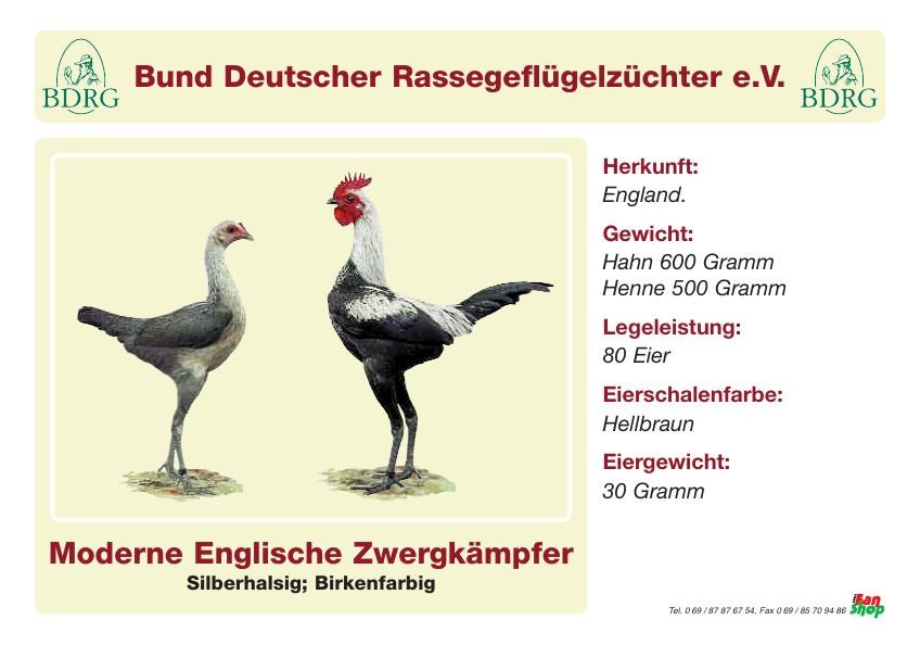 MEZK Moderne Englische Zwergkämpfer birkenfarbig 1,2